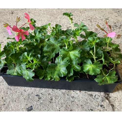 Photo de: Géranium Lierre à Fleurs Simples Rose